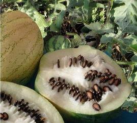 吃瓜子不吐瓜 第3张 吃瓜子不吐瓜 第3张