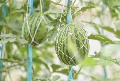 烟台今天吃瓜,新鲜热辣吃瓜指南 第1张 烟台今天吃瓜,新鲜热辣吃瓜指南 第1张