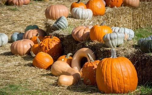 汉中镇巴吃瓜,汉中镇巴特色美食之旅  第3张