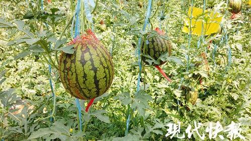 江苏最新吃瓜,揭秘网红美食背后的故事  第3张