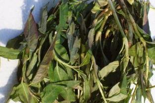 大花臂吃瓜,揭秘娱乐圈幕后故事  第2张