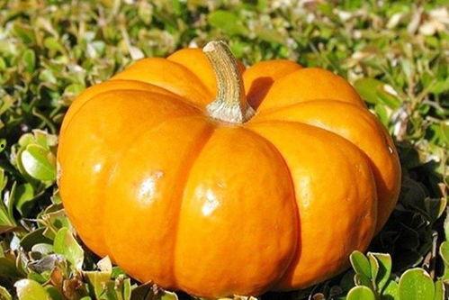 大秋瓜怎么吃,解锁秋季美味新体验  第1张