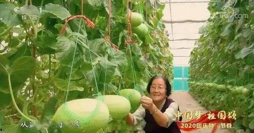 最近成都吃瓜事件,网络热议背后的真相与反思  第1张