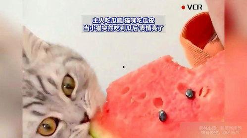 主人吃瓜猫咪,萌态十足，揭秘宠物界的“瓜王”  第1张