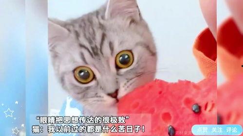 主人吃瓜猫咪,萌态十足，揭秘宠物界的“瓜王”  第2张