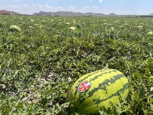 吃瓜吃到自己家宁夏  第2张