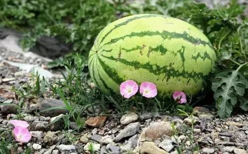 吃瓜吃到自己家宁夏  第3张