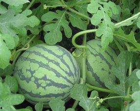 福瓜孕妇可以吃  第2张