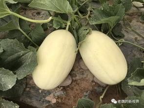 吃老瓜去火吗怎么吃最好,最佳食用方法大揭秘  第3张
